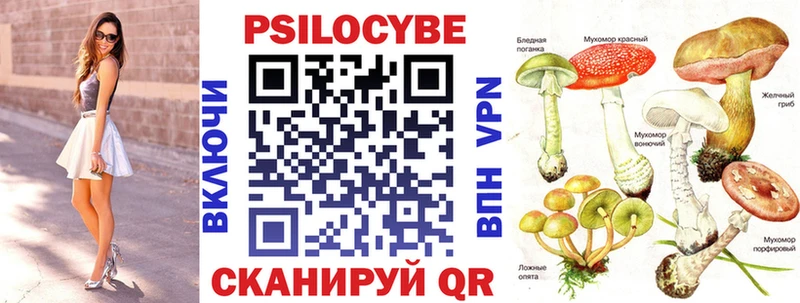 Купить где  Плёс  Псилоцибиновые грибы Psilocybe 